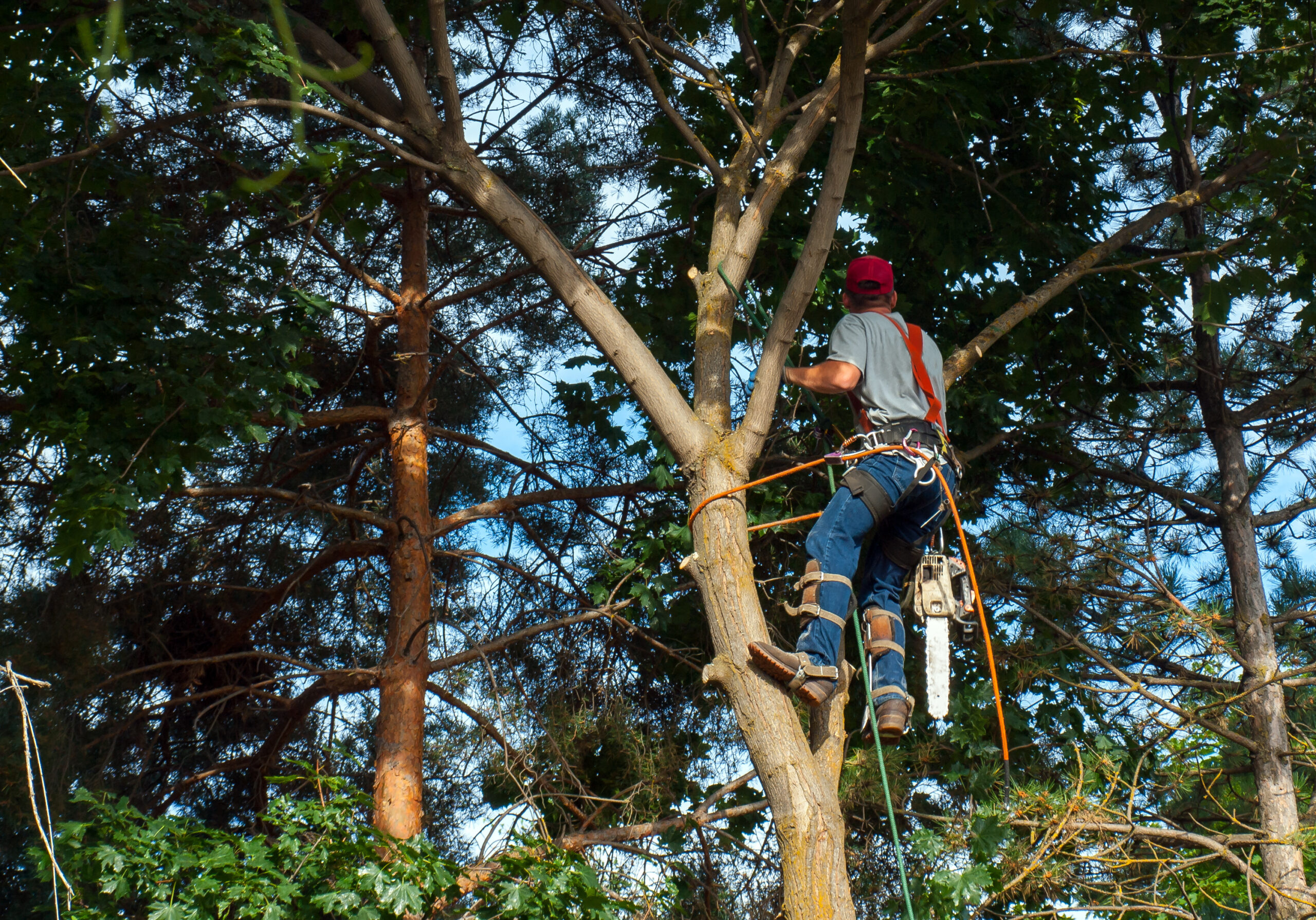 Tree Service-Edmonds-WA