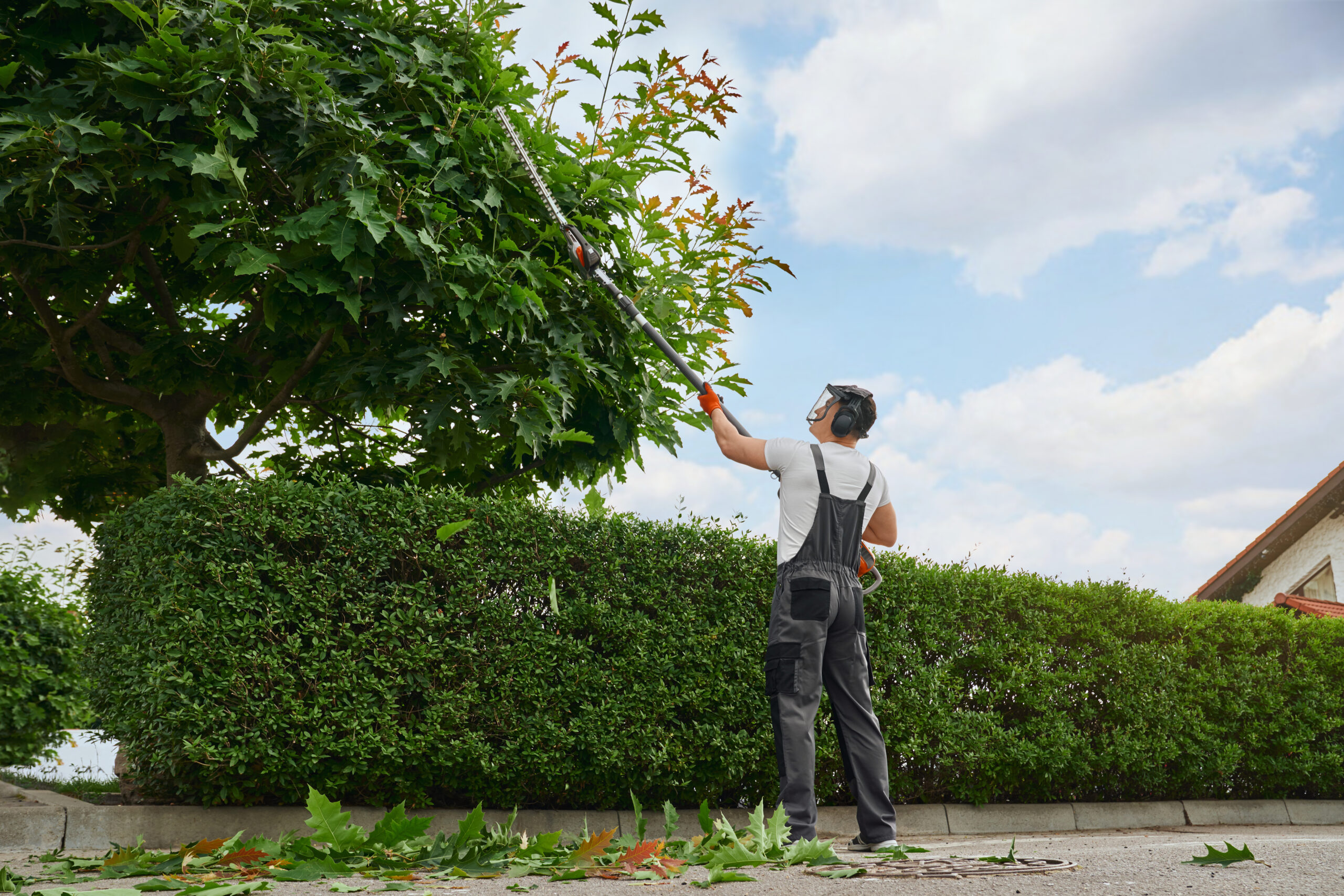 Tree Care & Trimming in Renton
